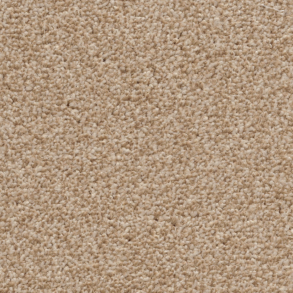 Cassius 15.5mm Olefin Carpet - Golden Honey 35