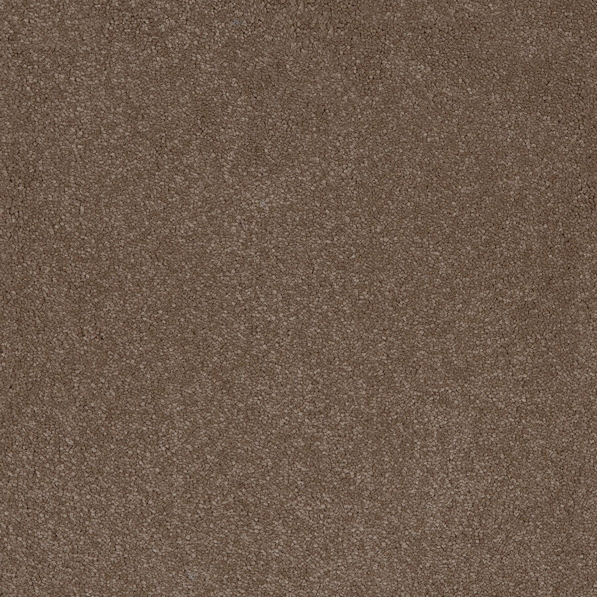 Taurus 14.5mm Polypropylene Carpet - Moleskin 40