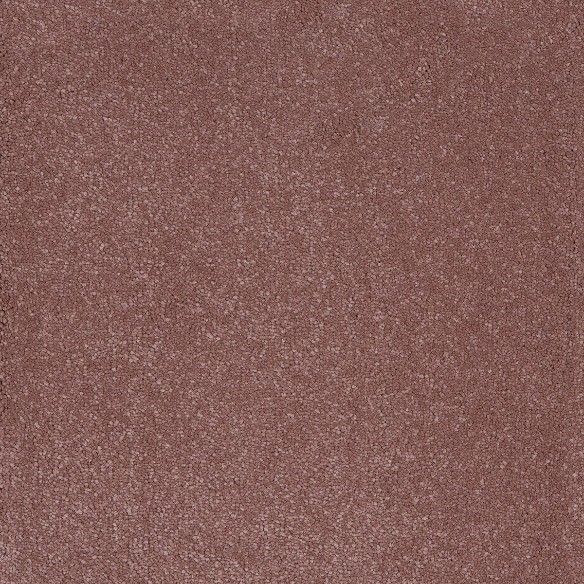 Taurus 14.5mm Polypropylene Carpet - Blush 86